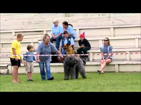 Video: Bouvier Des Flandres Hondenras Hypoallergeen, Gezondheid En Levensduur