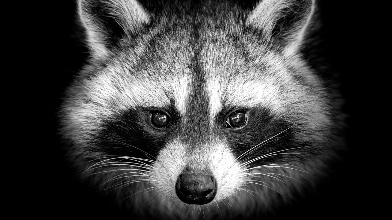 Are Raccoons Related To Cats? The 15 Latest Answer - Chambazone.com