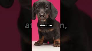 What Makes Puppies Cry So Much? #dog #shorts #pets