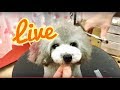 半年ぶりの叶愛（のあ）ちゃん！カットLive配信！！2017/09/04