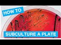 Subculturing a plate