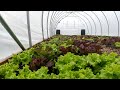 Our First Harvest of Salad Greens | From Farm to Table