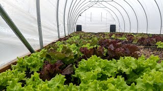 Our First Harvest of Salad Greens | From Farm to Table