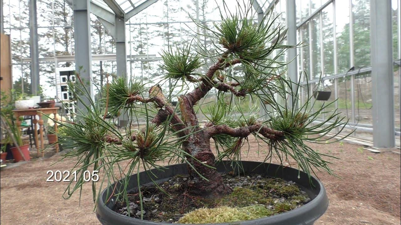 Bonsai Diary 28 Pinus mugo Varella candle pruning YouTube