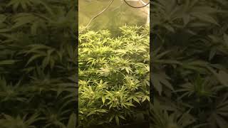 Mk Ultra & Scooby Glue 2 weeks in flower Under the Budget LED 240 R-Spek