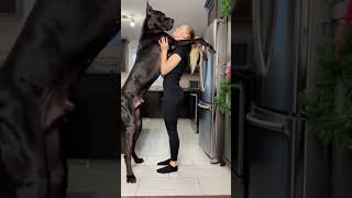 😲👱🏼‍♀️🐶😱 !!شاهد طول وحجم هذا الكلب الأسود عندما يقف جنبا لمالكته