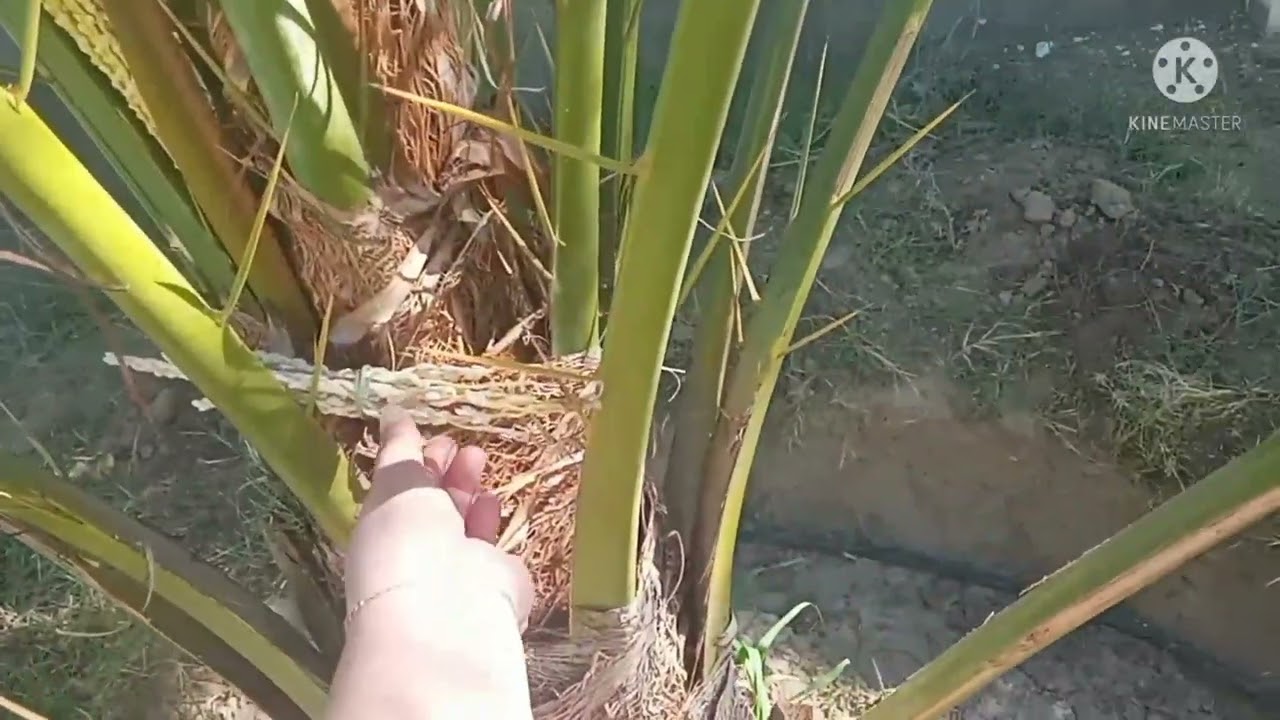 PAANO NGA BA ANG TAMANG PAGPABUNGA NG DATES OR TAMAR