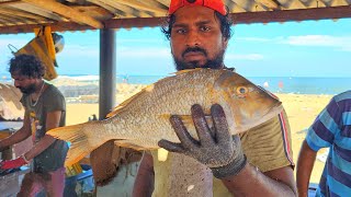 Colourful Spangled Emperor Fish Cutting Skill | Huge Yellowfin Tuna Fish Cutting Skill | Trevally