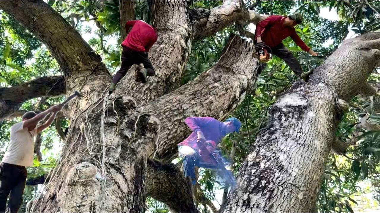 Cưa Cây Xoài To, Tàn Nhánh Um Tùm, Trên Dốc Núi, Cưa Kỹ Thuật, 379