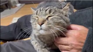 この猫、父が好き by にゃんぱらりーCATS TV 2,406 views 1 year ago 53 seconds