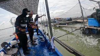 vlog#288 ikan tarik sampai terjatuh orang kedalam laut padu!!!#sangkarsgudang #fishing