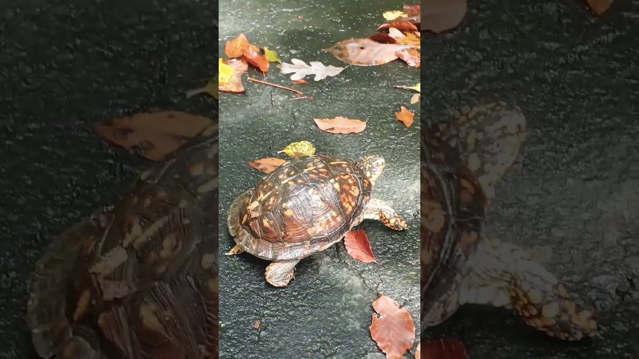 Противостояние??? Движущиеся листья?? 🤔