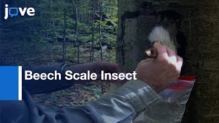 American Beech Screening for Resistance to Beech Scale Insect | Protocol Preview