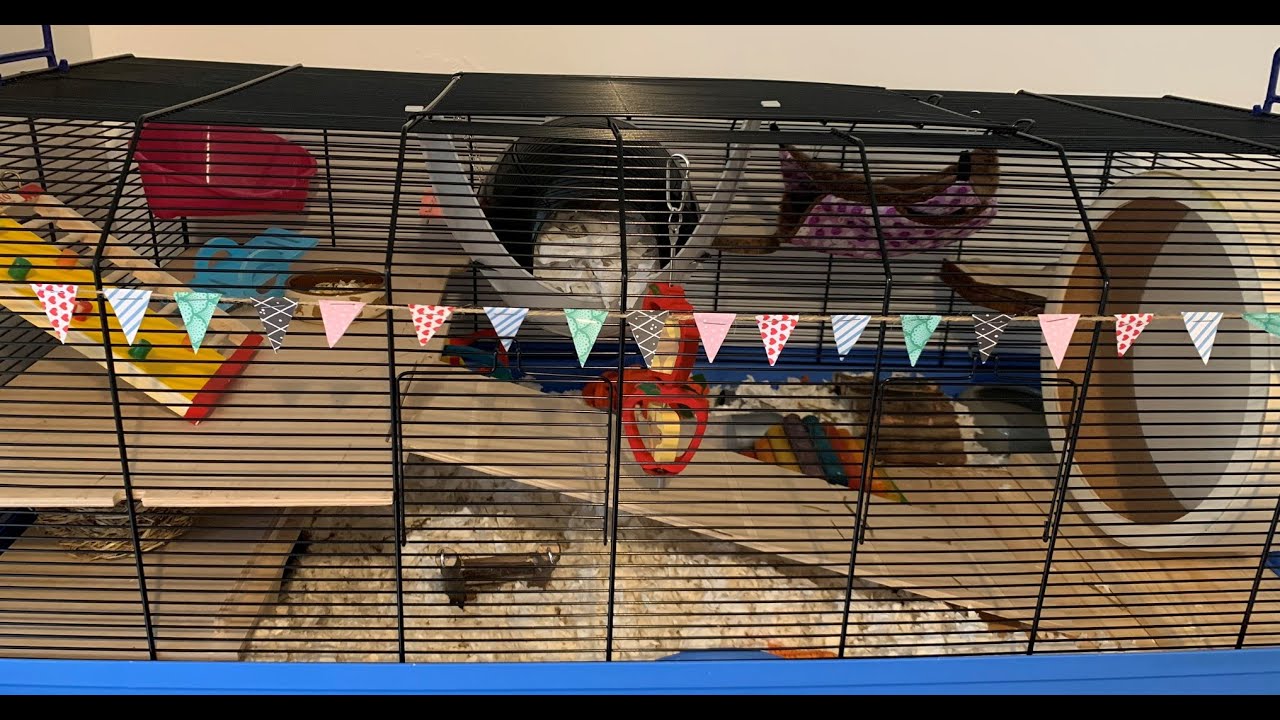 View of Hamster Cage Clean & 
