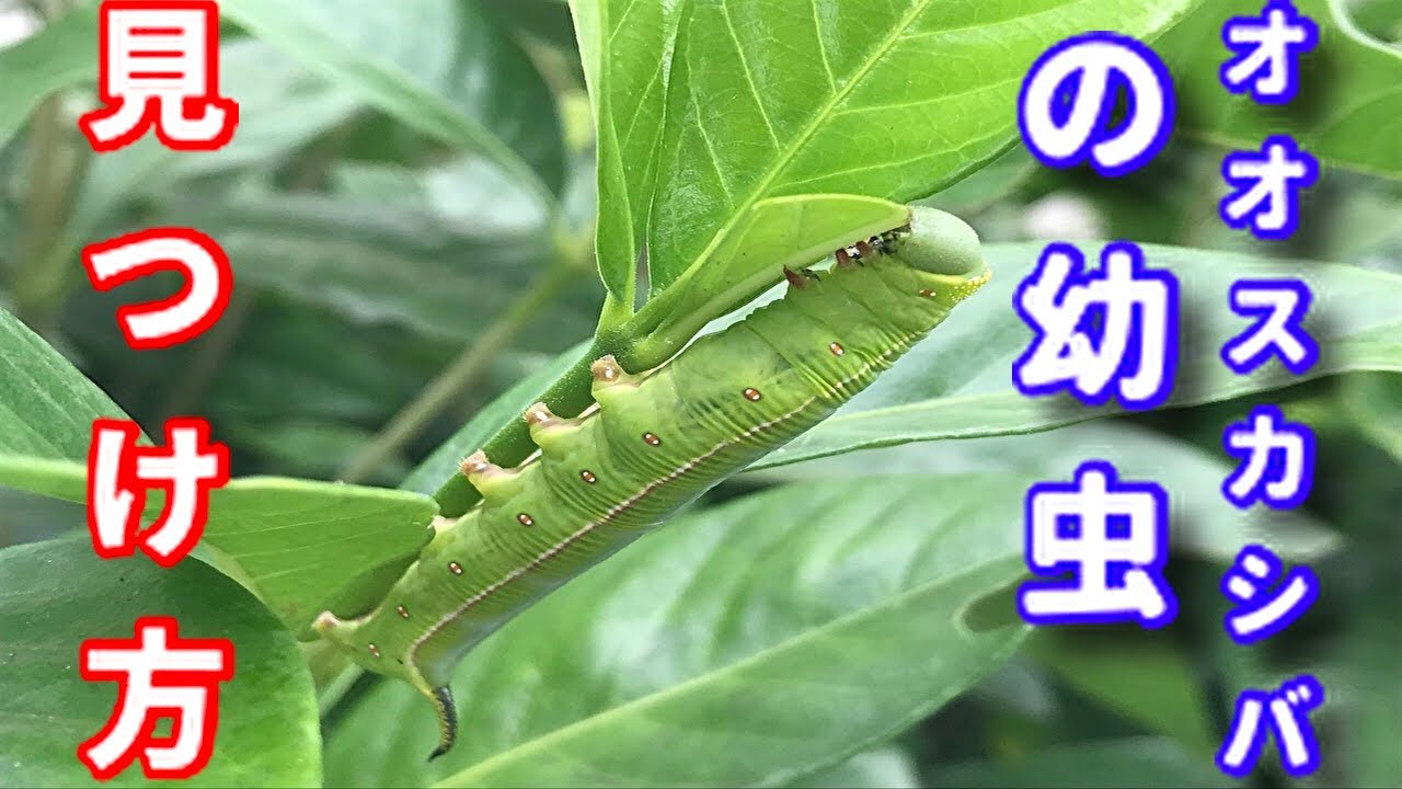 昆虫観察 オオスカシバ幼虫の見つけ方 Youtube 昆虫観察 オオスカシバ幼虫の見つけ方 Youtube