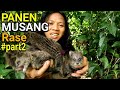 MENDAPATKAN 4 EKOR MUSANG DEDES