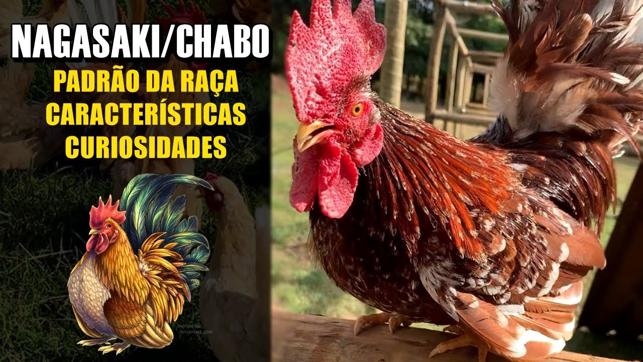 GALINHA NAGASAKI: PADRÃO DA RAÇA E CURIOSIDADES