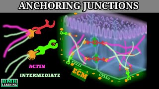 Anchoring Junctions Desmosomes And Hemidesmodomes Adherens Junctions 
