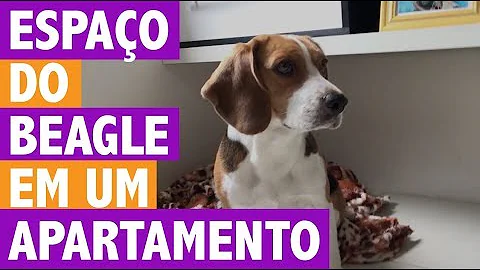 Qual a raça de cachorro que mais se apega ao dono?