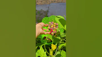 Asmr Fruitharvest Harvest Shorts Short Silent Fruit Picking قطف هادئ 