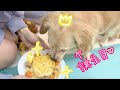 【チワックス】2歳のお誕生日をお祝いしました