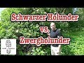 Info: Verwechslungsgefahr Schwarzer Holunder - Zwergholunder
