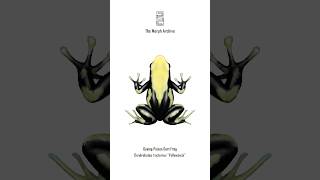 Illustration of the Yellowback Dyeing Poison Dart Frog (Dendrobates tinctorius) by The Morph Archive