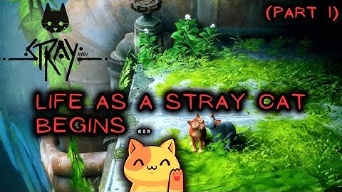 Life as a STRAY cat begins (Part 1)