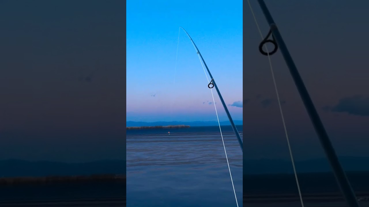 Shark Encounter: A Scary Fishing Moment! 