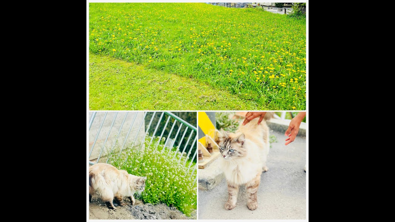 Scenic Train Journey Through Murren Village | Switzerland's Hidden Gem 🚂✨