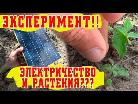 Эксперимент! Электричество и растения - Электростимуляция растений.