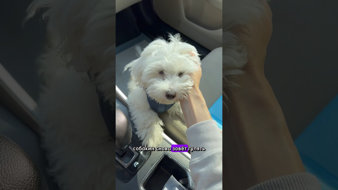 Живой будильник 