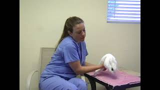 Cómo Recoger A Tu Conejo Mascota