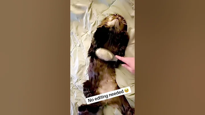 Watch the video about He&rsquo;s so #purfect Show me your #mainecoon 😍#kitty #happy #groom #brush