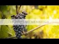 Il vitigno nebbiolo