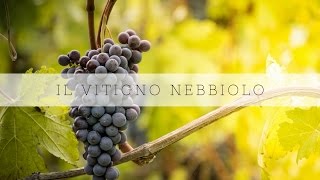 Il vitigno nebbiolo