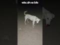 सफेद डॉग का टैलेंट #straydogs #trending #viral #animalcare #dogrescue