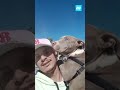 Pitbull foge de pinscher e precisa de colo pra voltar pra casa #shorts