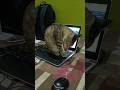 funny cat 🤣🤣 #cat @fun @Shorts @love @cute
