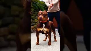 Brown Pitbull