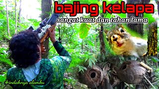 BERBURU DISARANGNYA BAJING KELAPA || hunting in coconut squirrel nests~WONG NRUTHUS