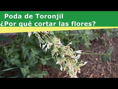 Video: ¿Cómo cuidar el agastache?