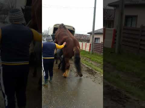 Video: Care este cea mai mare iapă de pe Lună?