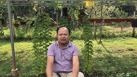 Phi điệp đẻ nối. Sơn cầm