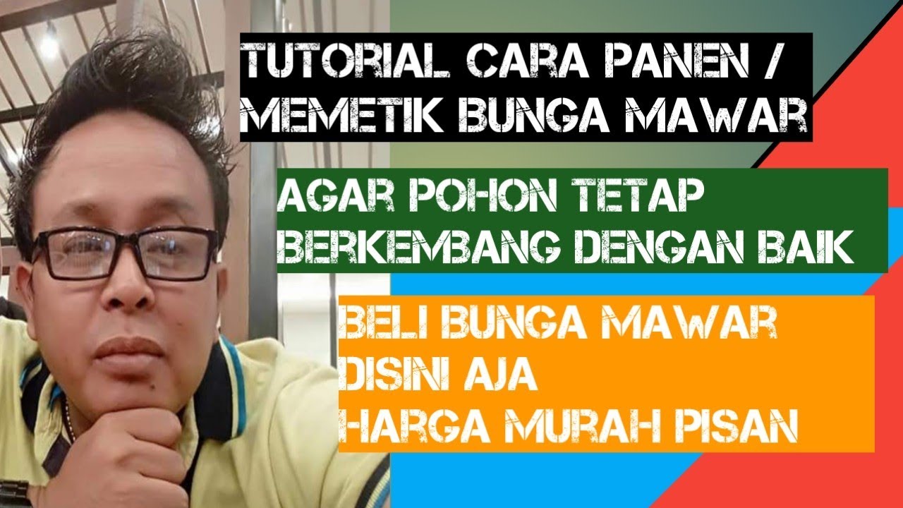 Tutorial cara  memetik bunga  mawar  dan  cara  menanam bunga  