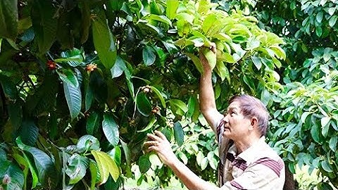 Bán vườn măng cụt 1100m2 giá 800tr suối chảy quanh năm khu dân cư ở Xà Bang (ĐÃ BÁN)