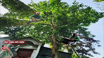 Cưa cây Mận siêu cao gần nhà, dây điện / Sawing down a super tall plum tree near my house | P150
