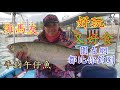 【香港釣魚】《海馬友好玩又好食，圍左網都比你釣到》