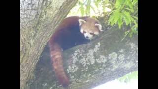 Charu The Red Panda At Lake District Wildlife Park