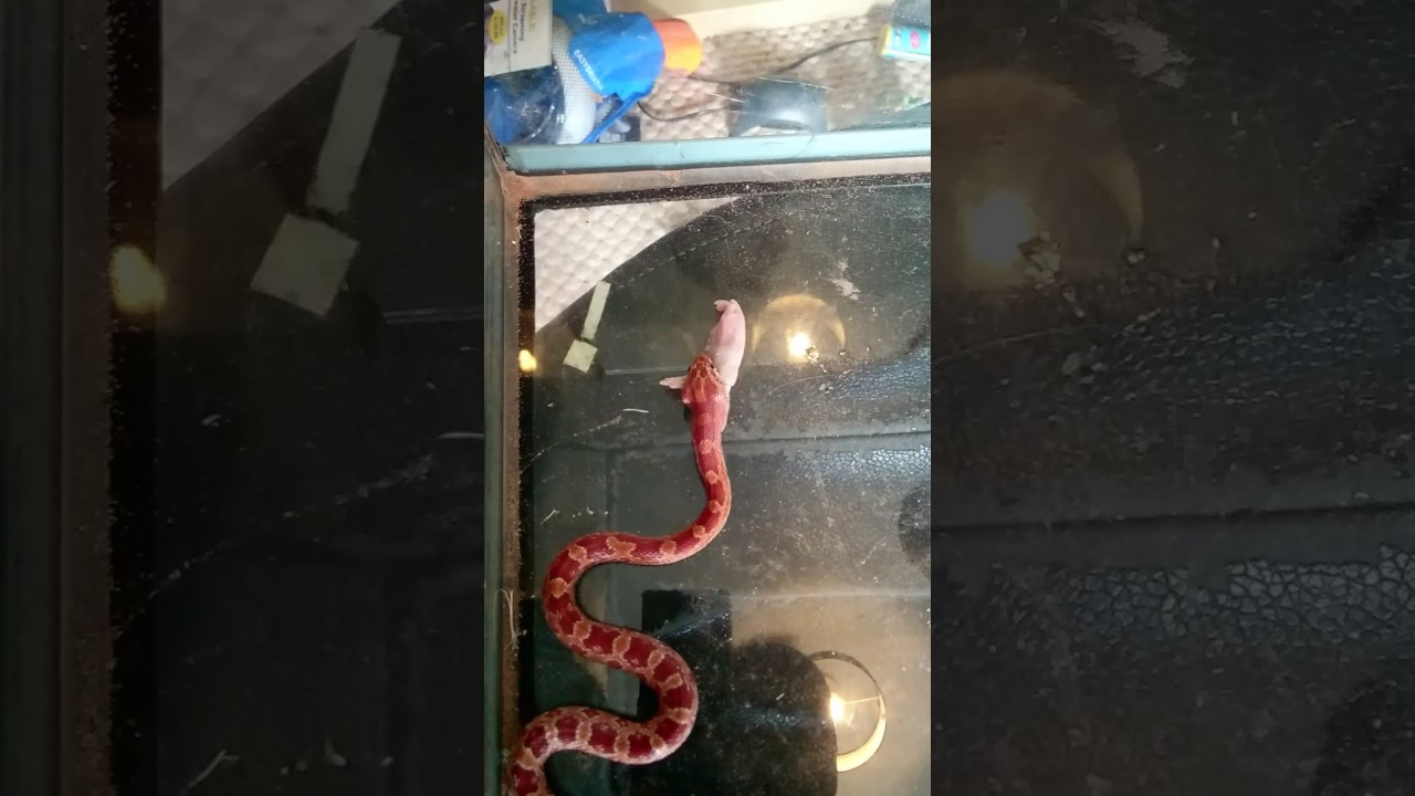 camera iphone 8 plus apk Cornsnake moving upto rat pup's